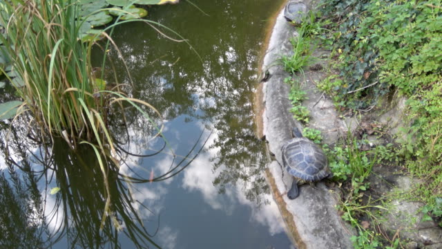 Turtle-im-Teich