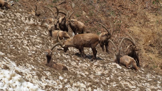 Grupo-del-ibex-alpestre-en-el-campo-de-nieve-en-temporada-de-primavera-que-camuflarse-con-la-nieve-sucia-de-escombros.-Italia,-Alpes-Orobie