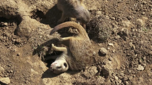 Group-meercats-(Suricata-suricatta)-fighting.-Meerkats-playing-in-the-sand.