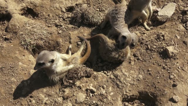 Group-meercats-(Suricata-suricatta)-fighting.-Meerkats-playing-in-the-sand.