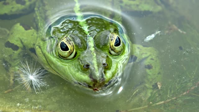 Rana-de-agua,-Rana-esculenta-en-un-estanque-de-jardín,-esperando-alimento,-4K