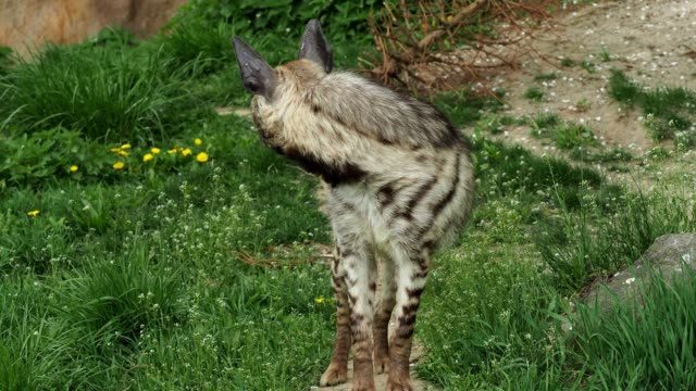 Gestreiften-Hyäne-(Zerbeissen-Zerbeissen-Sultana)