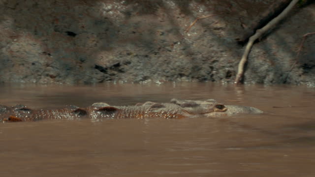 Wilde-Costa-Rica-Krokodil