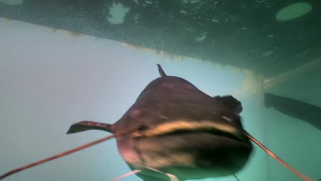 Close-encounter-with-big-Wels-Catfish,-underwater-shot