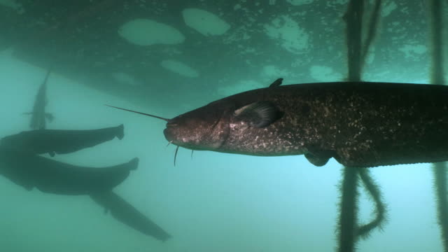 Group-of-massive-Wels-Catfish,-underwater-shot