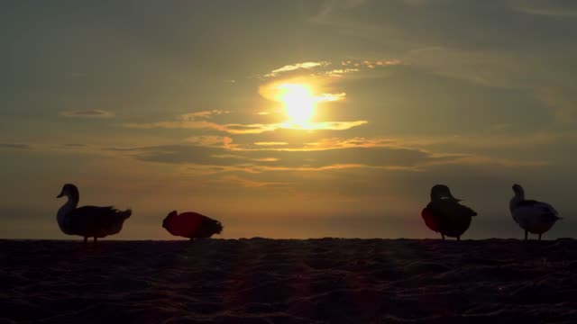 A-group-of-ducks-at-sunset-by-the-sea-returns-home