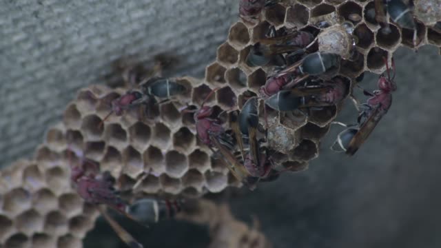 Hornet-Insekt-Gefahr