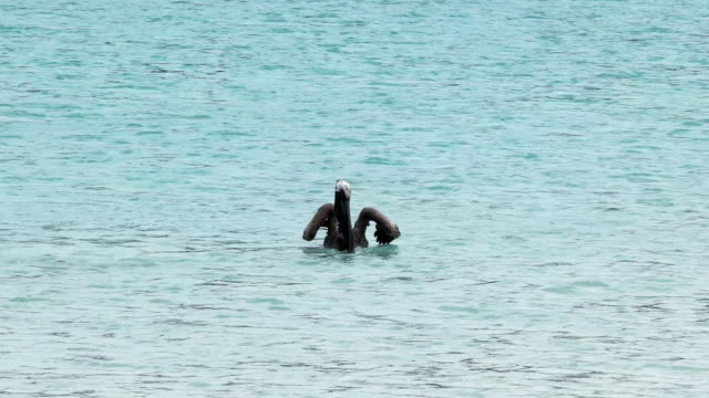 pelican-marrón-tomando-vuelo-en-isla-san-cristobal-en-las-Galápagos