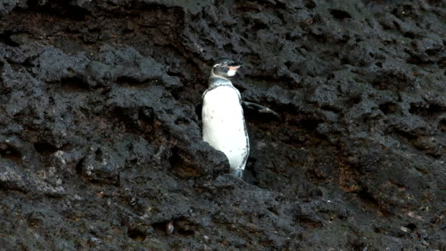 Galápagos-Pinguin-schlägt-mit-den-Flügeln-auf-Isla-Bartolomé