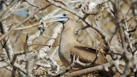 Piquero-de-patas-rojas-y-polluelo-en-el-nido-en-la-isla-genovesa-en-Galápagos