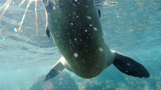 unter-Wasser-Nahaufnahme-von-neugierigen-jungen-Seelöwen-in-den-Galapagos-Inseln