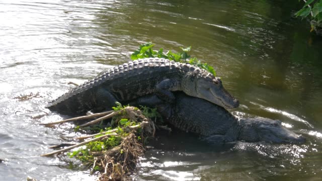 Alligator-Paarungszeit