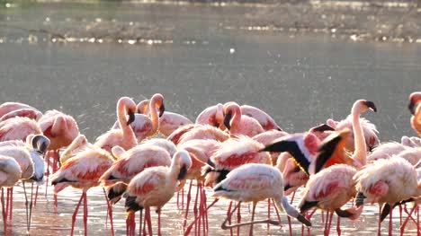 Flamingos-am-Lake-Bogoria,-Kenia-Baden