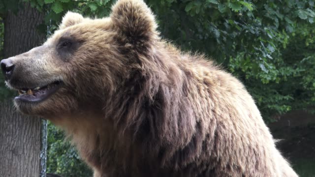Portrait-of-brown-bear-(Ursus-arctos-beringianus).-Kamchatka-brown-bear.