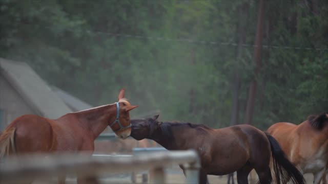 Slow-Motion-von-Pferden-spielen-und-beißen-Kabelbaum-auf-eine-schöne-ranch