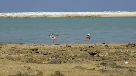 Pair-of-crab-plover-bird,-rear-view.