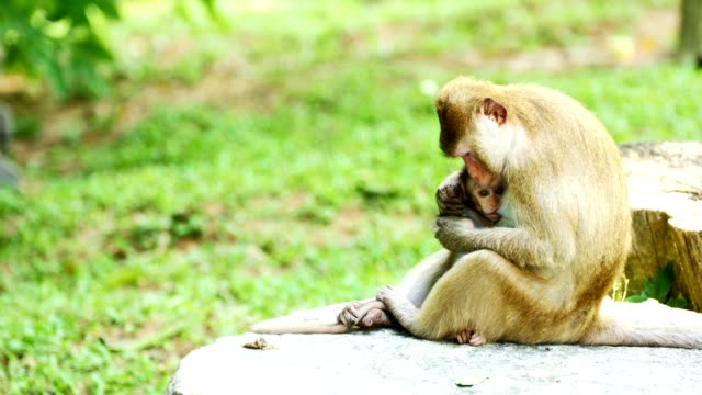 Monkey-breast-feeding.