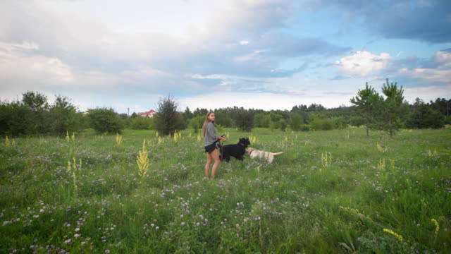young-woman-is-walking-two-dogs-in-green-blooming-field-in-summer-evening,-dogs-are-playing,-beautiful-cloudy-sky-is-in-background