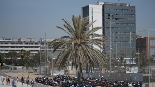 Palm-Tree-Biker-Parkplatz