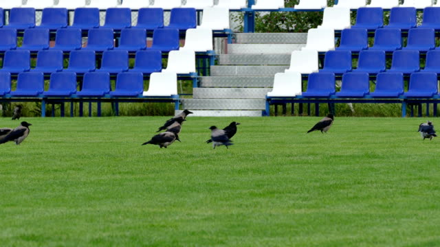 Crows-Sitting-on-Green-Lawn-of-Empty-Football-Field-With-Blue-Benches