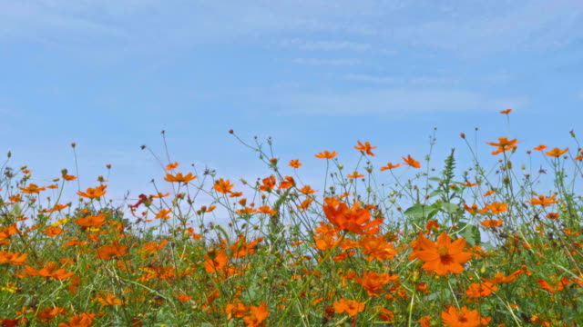 Airplane-taking-off-in-daisy-flower-field