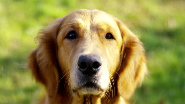 Retrato-de-un-hermoso-perro-Golden-Retriever