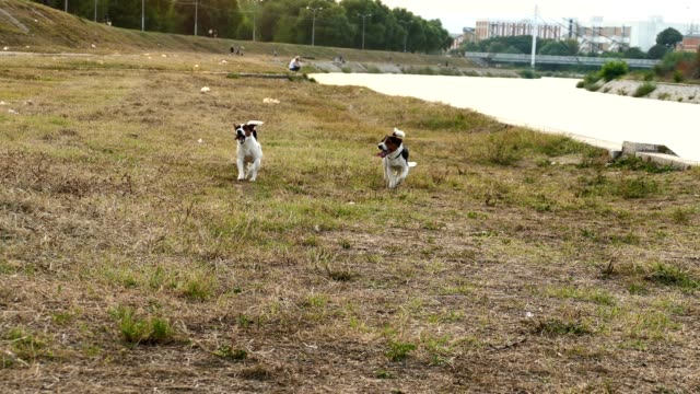 zwei-jack-Russell-Terrier-laufen-in-Richtung-Kamera