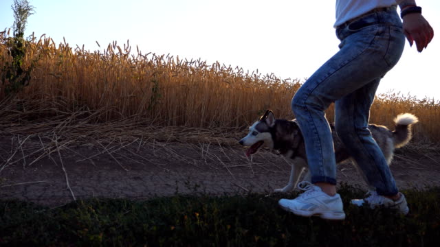 Young-girl-running-with-her-siberian-husky-along-road-near-wheat-field-at-sunset.-Dog-jogging-beside-feet-of-female-owner-along-trail-near-meadow.-Woman-spend-time-with-her-pet-outdoor.-Low-angle-view