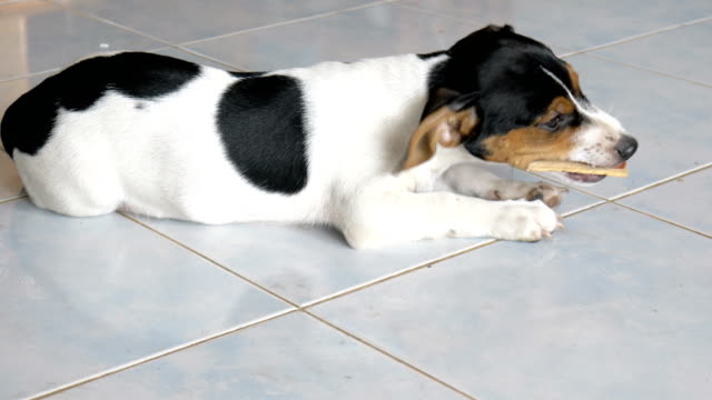 Jack-russell-terrier-lying-on-floor-eating-snack