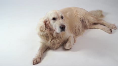 niedlichen-Hund---Porträt-von-einem-schönen-golden-Retriever-auf-weißem-Hintergrund