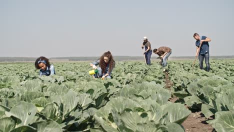 Jóvenes-agricultores-que-trabajan-en-el-campo-de-col