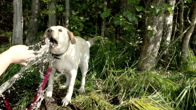 Labrador-Hund-immer-etwas-Wasser-von-seinem-Meister-auf-eine-Zeitlupe-FS700-Odyssey-7Q-4K