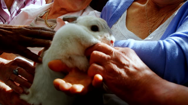 Senioren-Freunde-ein-Kaninchen-streicheln,-bei-der-Pensionierung-home-4k