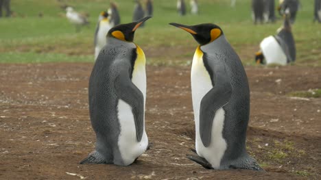 King-Penguin-Partner