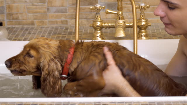 Lustiger-Hund-mit-seinem-Besitzer-nimmt-ein-Bad