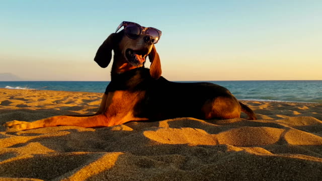 Cool-dog-with-sunglasses-relaxing-at-the-beach.
