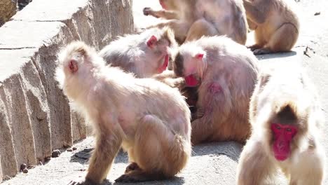 Monkeys-in-Japan-who-behave-like-human-beings