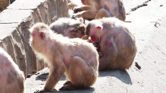 Affen-in-Japan,-die-sich-wie-Menschen-benehmen