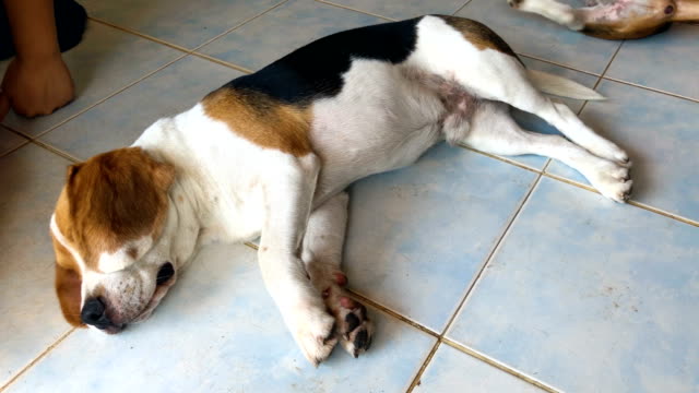 Beagle-mit-Besitzer-am-Boden-liegend