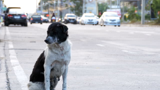 Obdachlosen-Hund-sitzt-auf-der-Straße-der-Stadt-mit-vorbeifahrende-Autos-und-Motorräder.-Asien,-Thailand