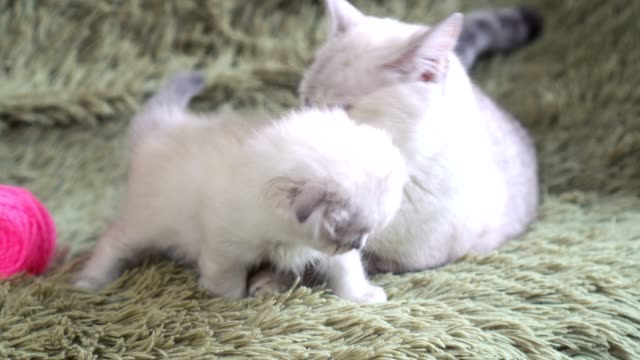 Mutter-Katze-leckt-ihr-Baby-Kätzchen
