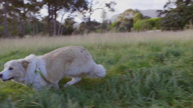 Dog-running-in-field-of-grass