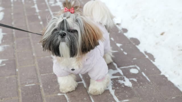 Dog-is-walking.-Shih-Tzu-is-wearing-pink-costume,-standing-in-the-winter-park.