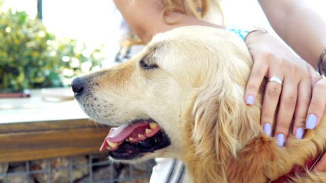 Young-woman-stroking-retriever-dog-in-park-during-sunset