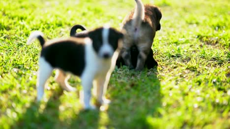 Hündchen-oder-kleinen-Hund-spielen-auf-Rasen-Wiese-auf-Sonnenlicht-des-Tages-abgelegt.-Licht-der-Sonne-Durchgang-grüne-Gras-ist-Schönheit.-Schwarz-und-weiß-Fell-Körper-des-Hundes.
