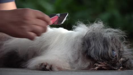 The-old-Shih-Tzu-dog-sleeping,-hand-holding-comb-combing-hair-dog.-Old-Shih-Tzu-dog-so-happiness-with-combing-hair.