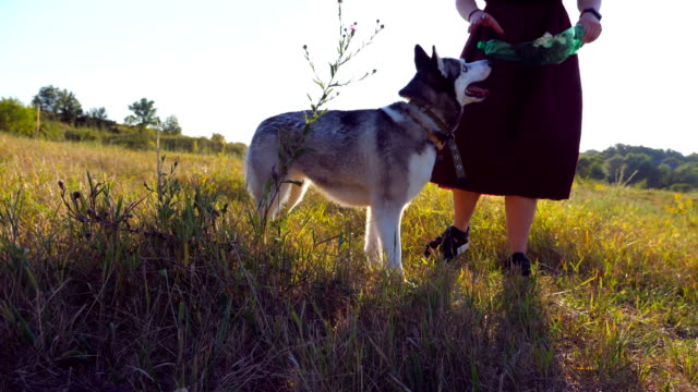 Close-up-of-beautiful-girl-with-blonde-hair-holding-in-hand-a-plastic-bottle-and-playing-with-her-siberian-husky-dog-at-meadow-during-sunset.-Happy-woman-spending-time-together-with-her-pet-at-field.