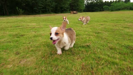 Group-of-Welsh-Corgi-puppy-running,4k