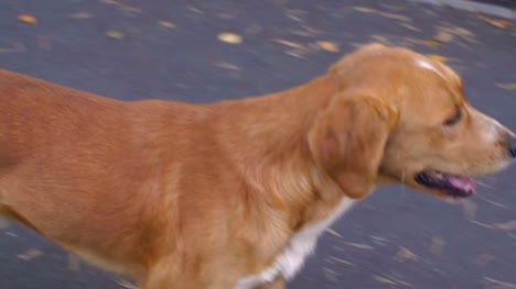 Ginger-dog-breathes-with-open-mouth,-walking-in-park-and-looking-around.