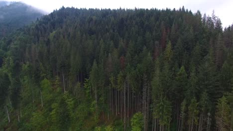 Aerial-shot-of-spruce-forest-in-mountains.